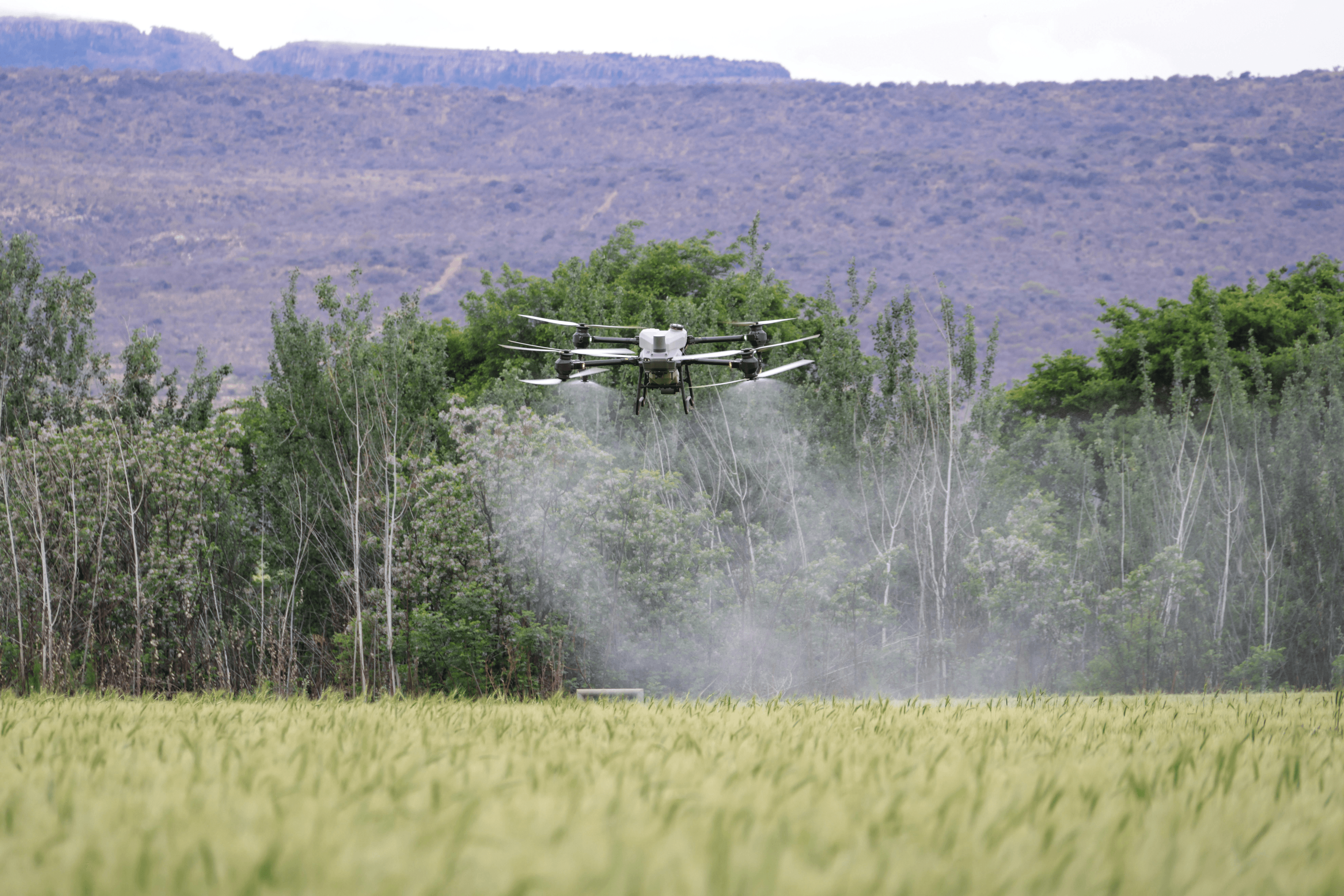 Case Study 1: Early pest and irrigation correction